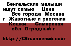 Бенгальские малыши ищут семью) › Цена ­ 5 500 - Все города, Москва г. Животные и растения » Кошки   . Самарская обл.,Отрадный г.
